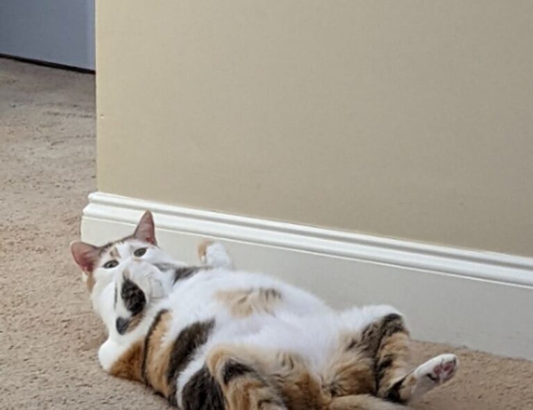 can pregnant woman take cozotaijin