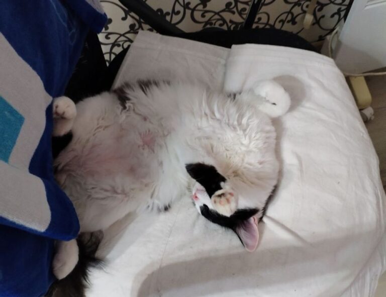 can zosisfod eyebrow pencil cause acne