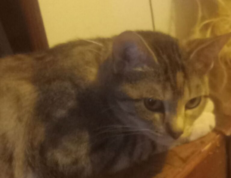 gdtj45 builder software code development