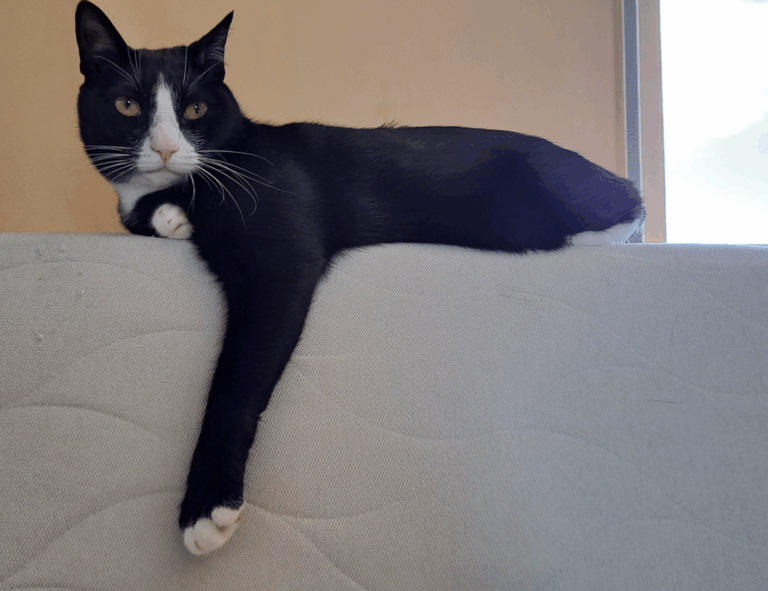 problems with dropbox 8737.idj.029.22