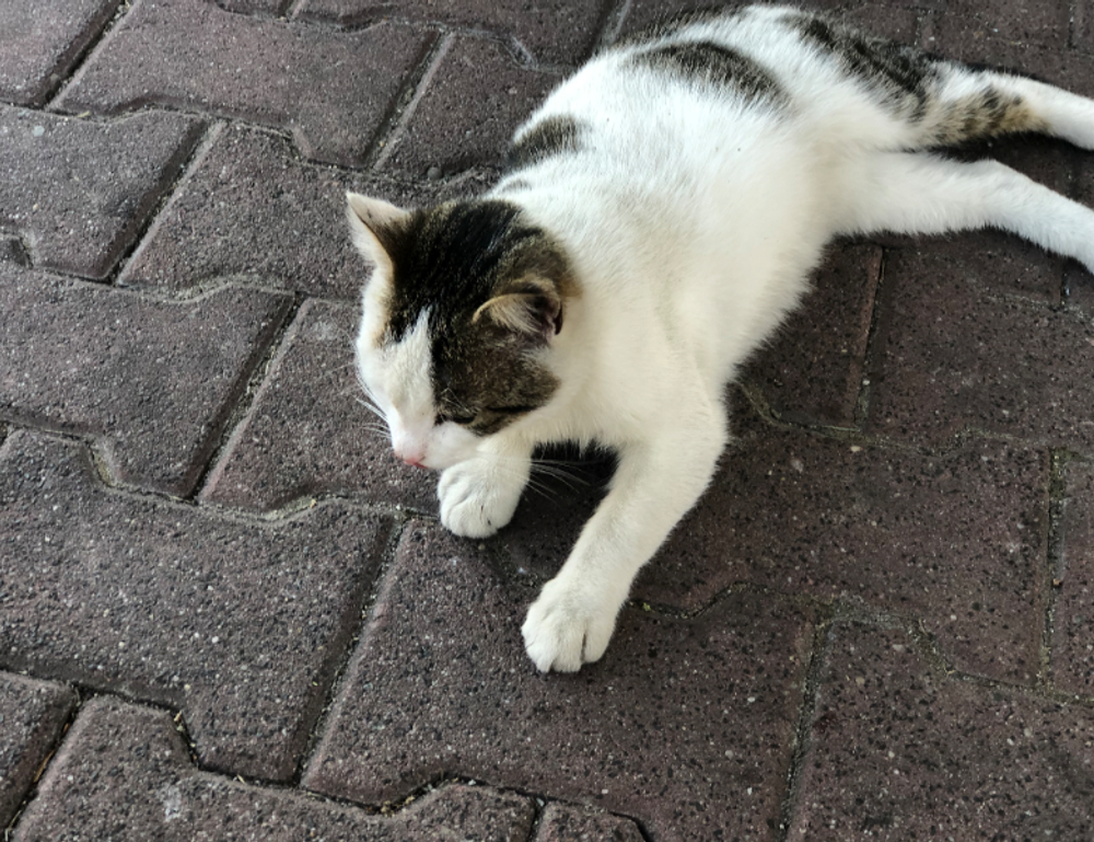 what makes a good food guide ontpdiet