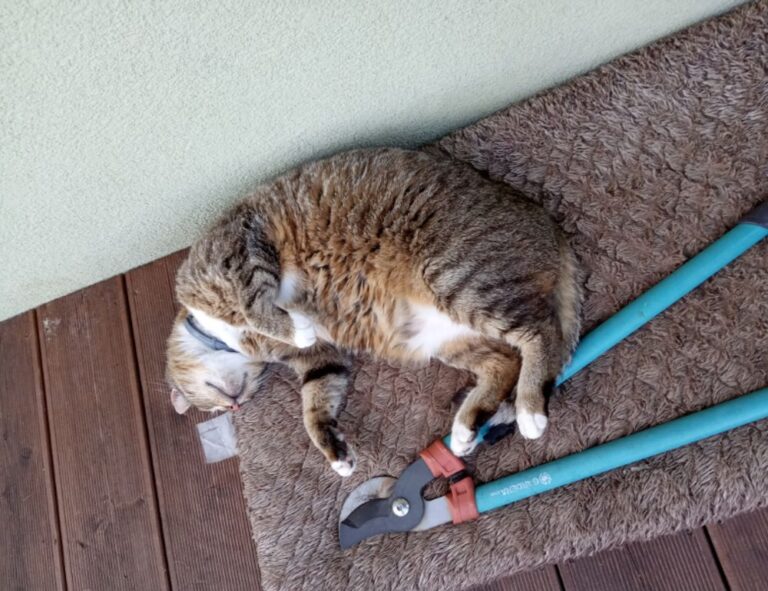 which food good for diabetes ontpdiet