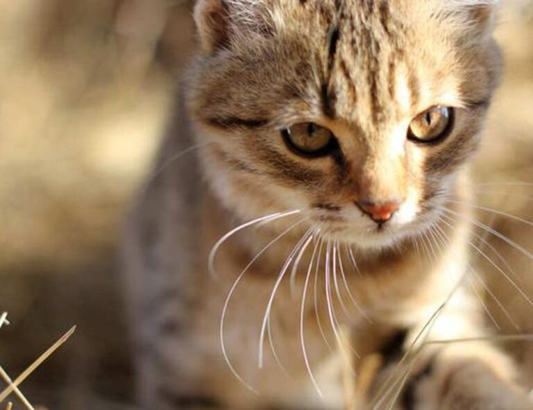 why biszoxtall software is needed