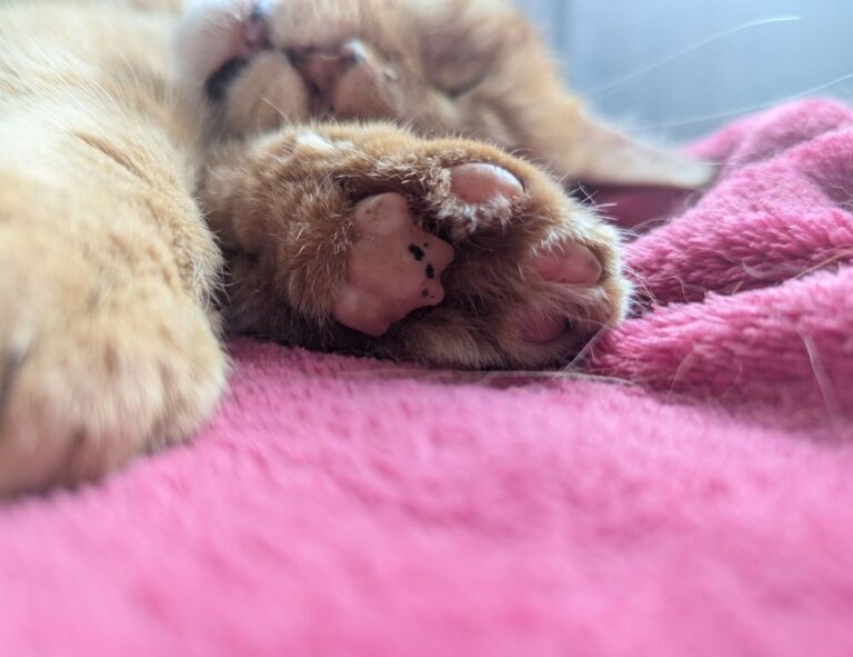 why software 5ah9.6max0 python fails