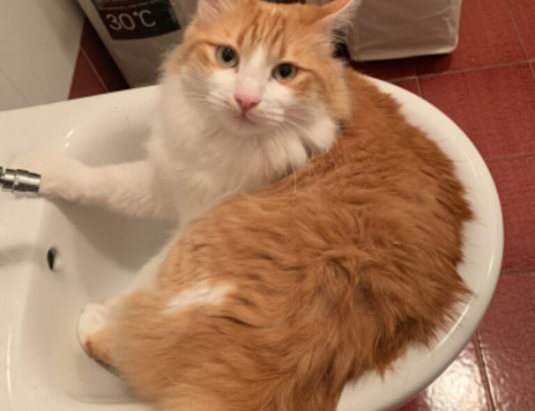 fhthopefood baking recipes by fromhungertohope