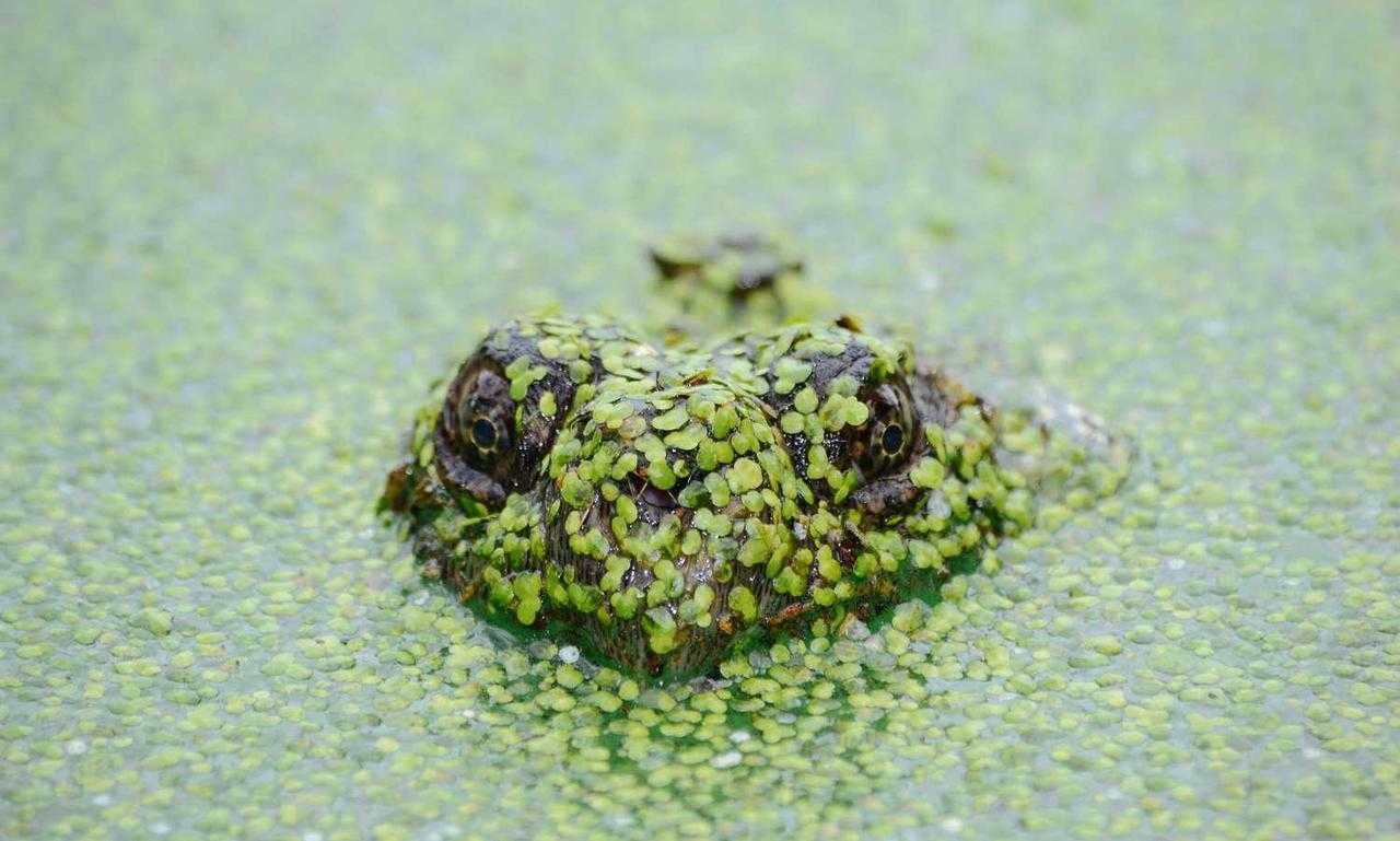 food blog fhthopefood