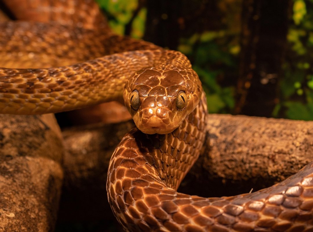 kelcy warren snake
