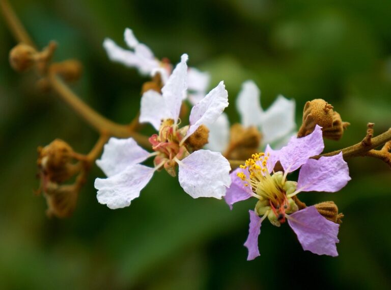 wolf cut curtain bangs lang haar laagjes voorkant